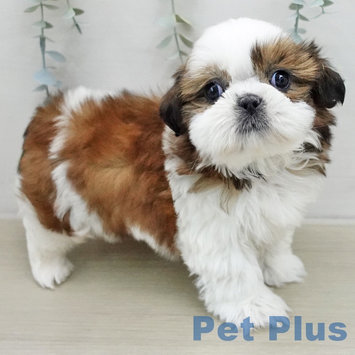 シー・ズーの写真2