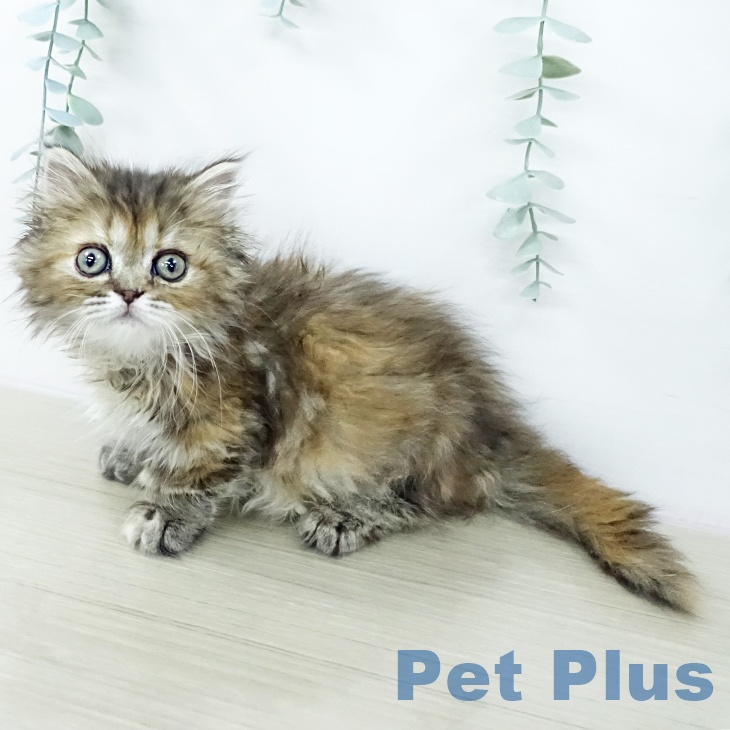 ミヌエットの写真2