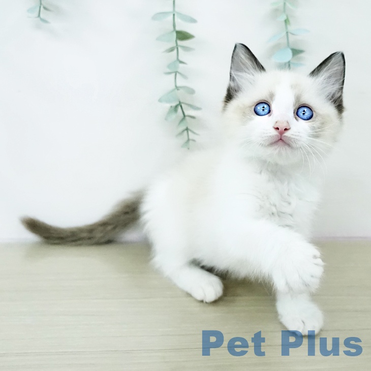 ラグドールの写真2