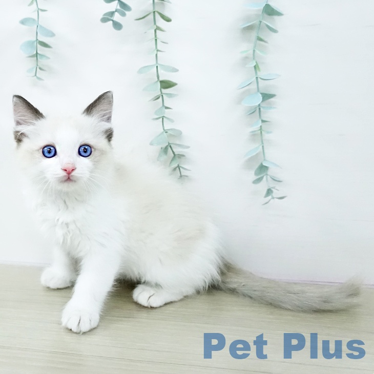 ラグドールの写真2