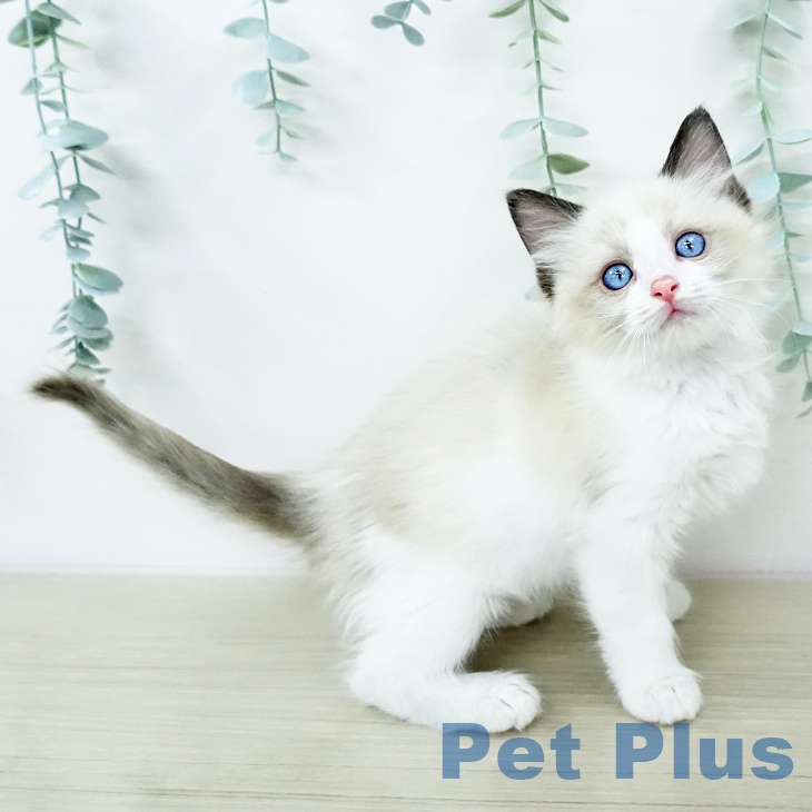 ラグドールの写真2