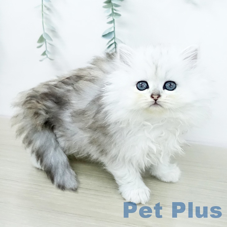 ペルシャの写真2