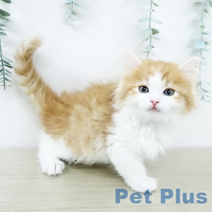 サイベリアンの写真2