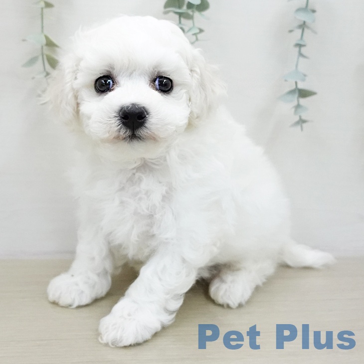 ビション・フリーゼ