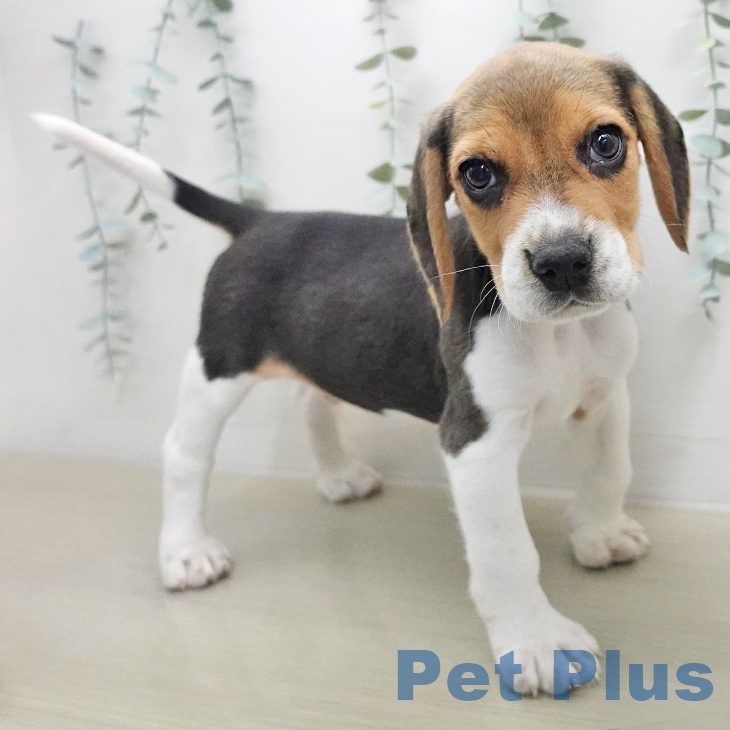 ビーグルの写真2