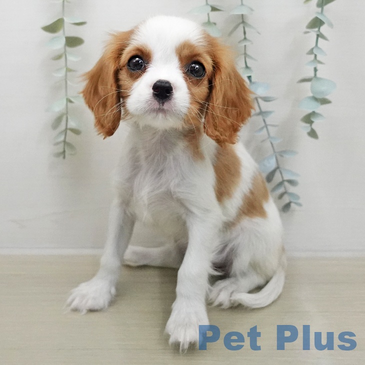 キャバリア・キングチャールズ・スパニエル