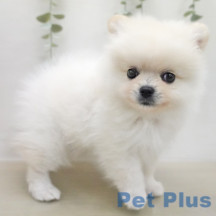 ポメラニアンの写真2