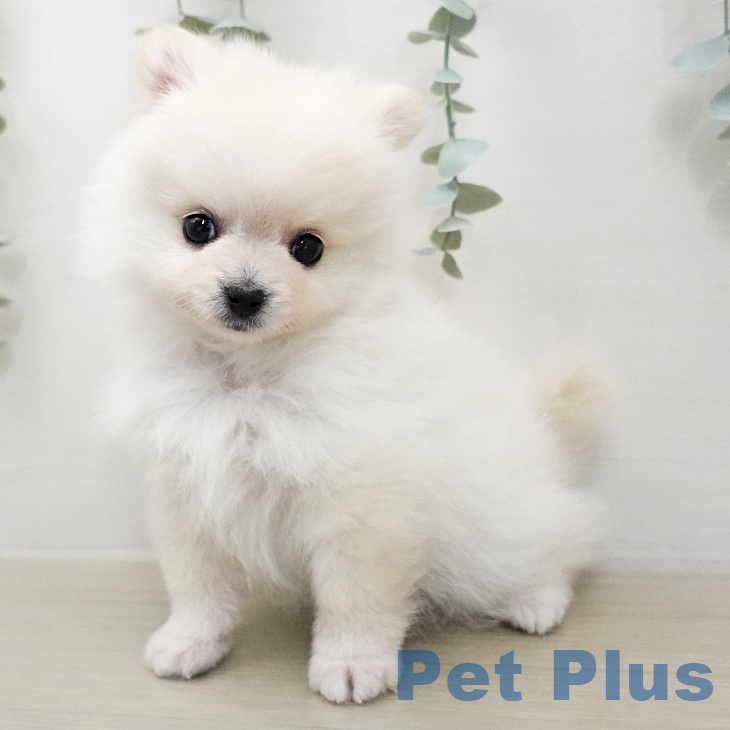 ポメラニアンの写真2