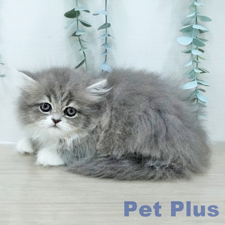 マンチカンの写真2