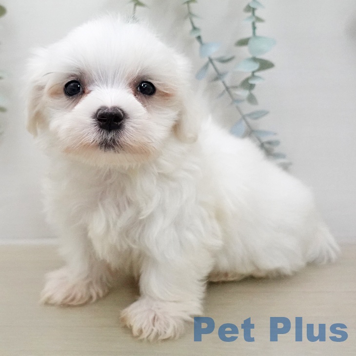 マルチーズの写真2