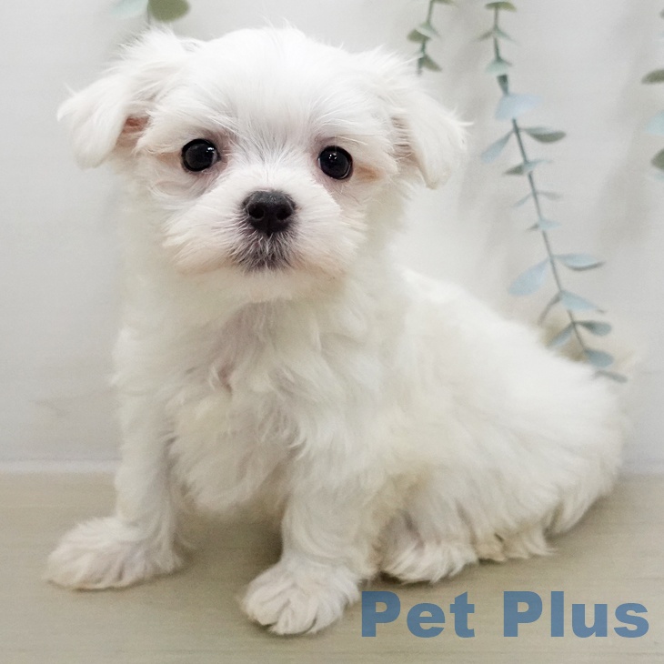 マルチーズの写真2