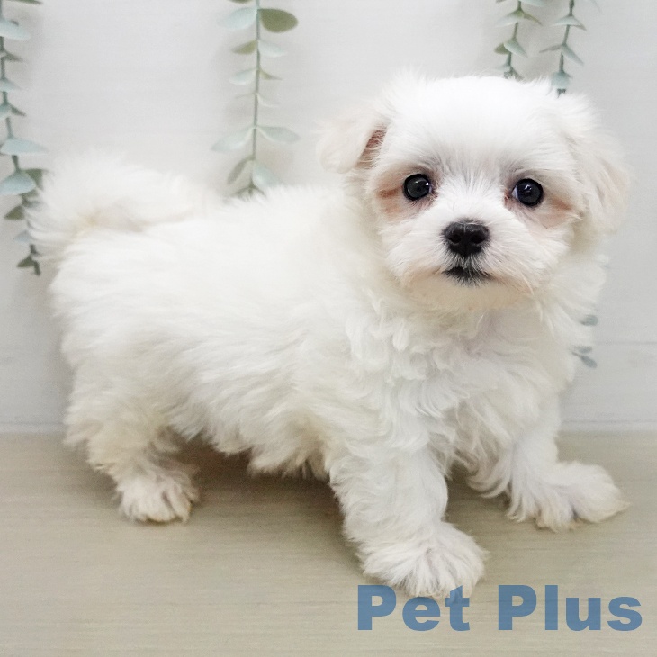 マルチーズの写真2