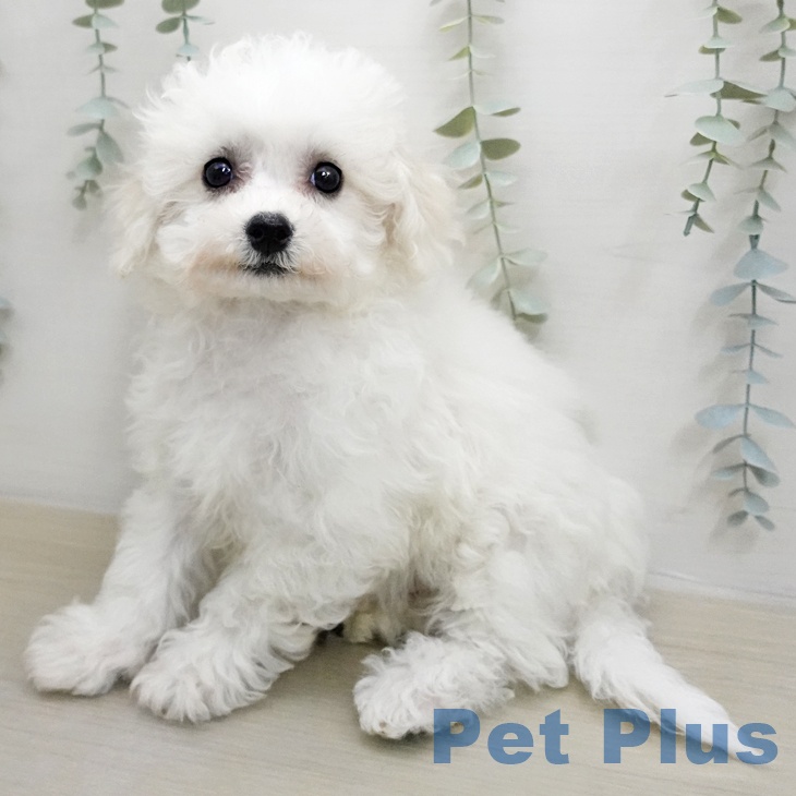 ビション・フリーゼの写真2