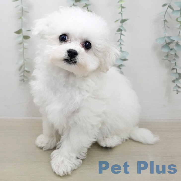 ビション・フリーゼ