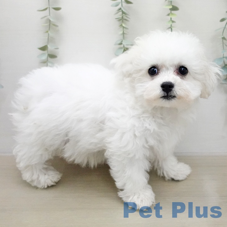 ビション・フリーゼの写真2