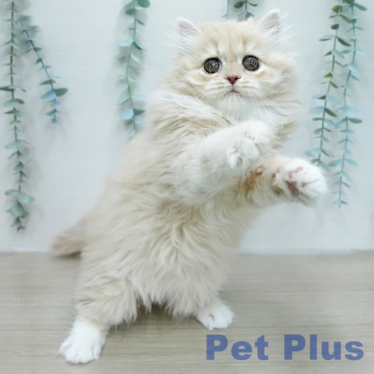 スコティッシュフォールド