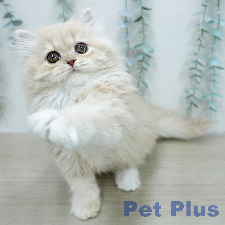 スコティッシュフォールドの写真2