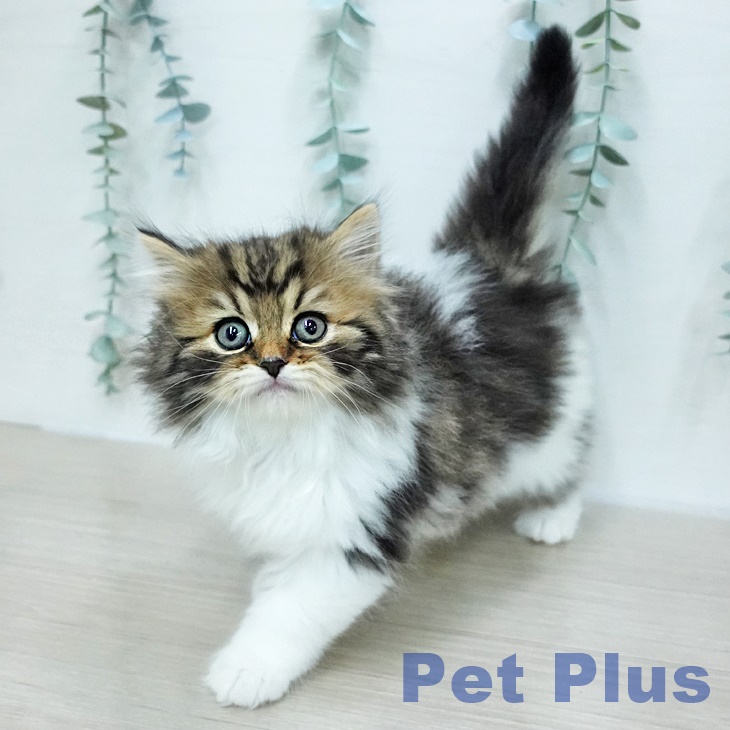 スコティッシュフォールド