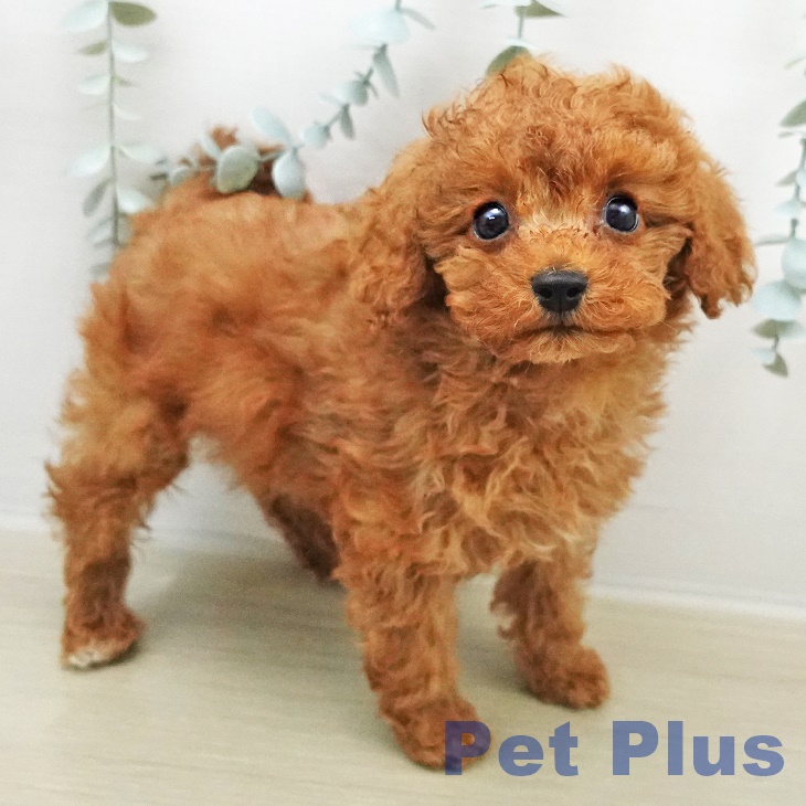 トイ・プードル