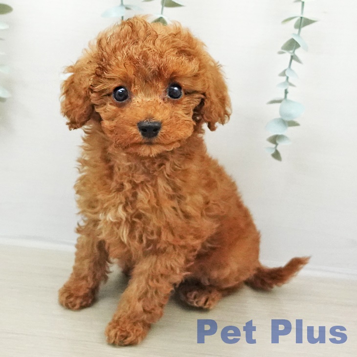 トイ・プードル