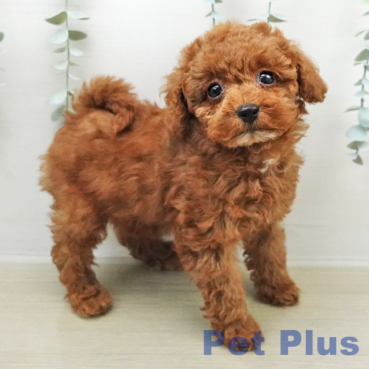 トイ・プードル