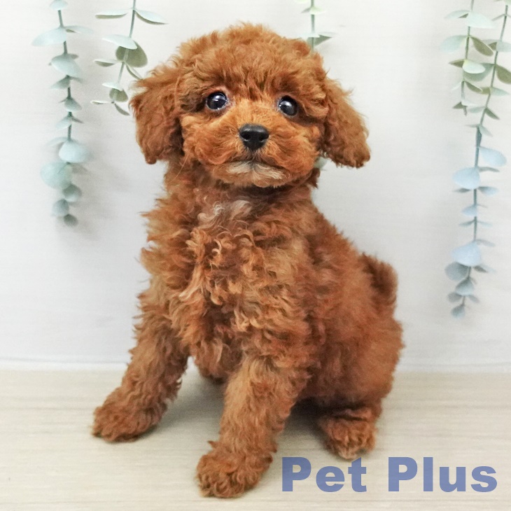 トイ・プードル