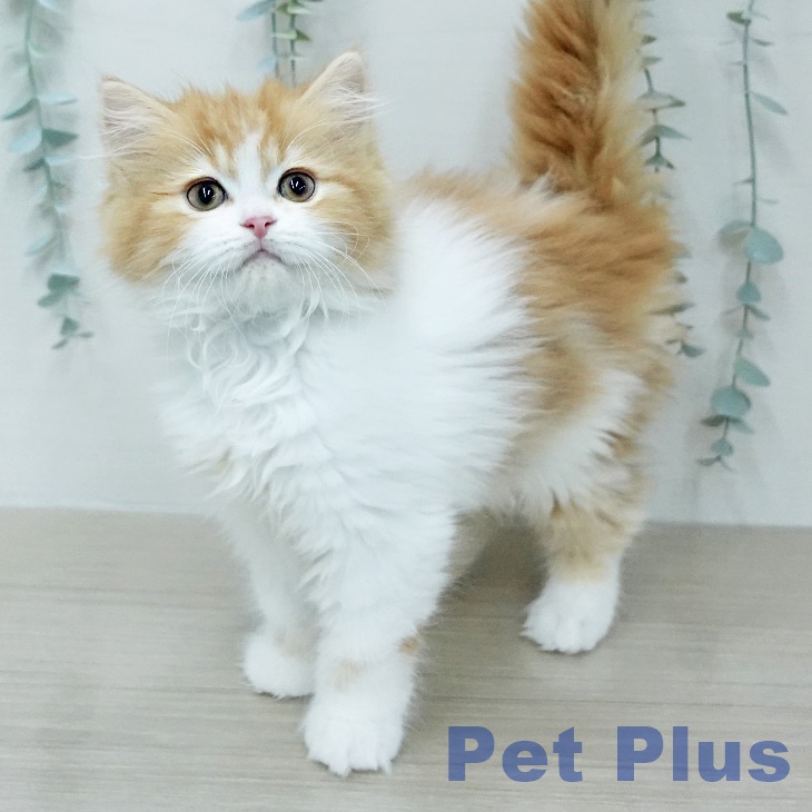 スコティッシュフォールドの写真2