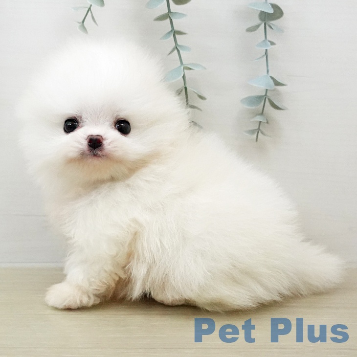 ポメラニアンの写真2