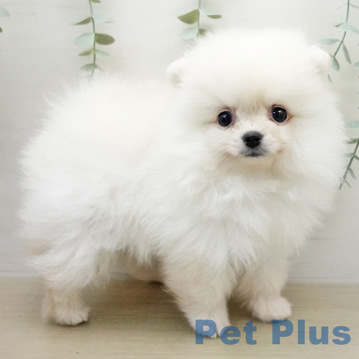 ポメラニアンの写真2