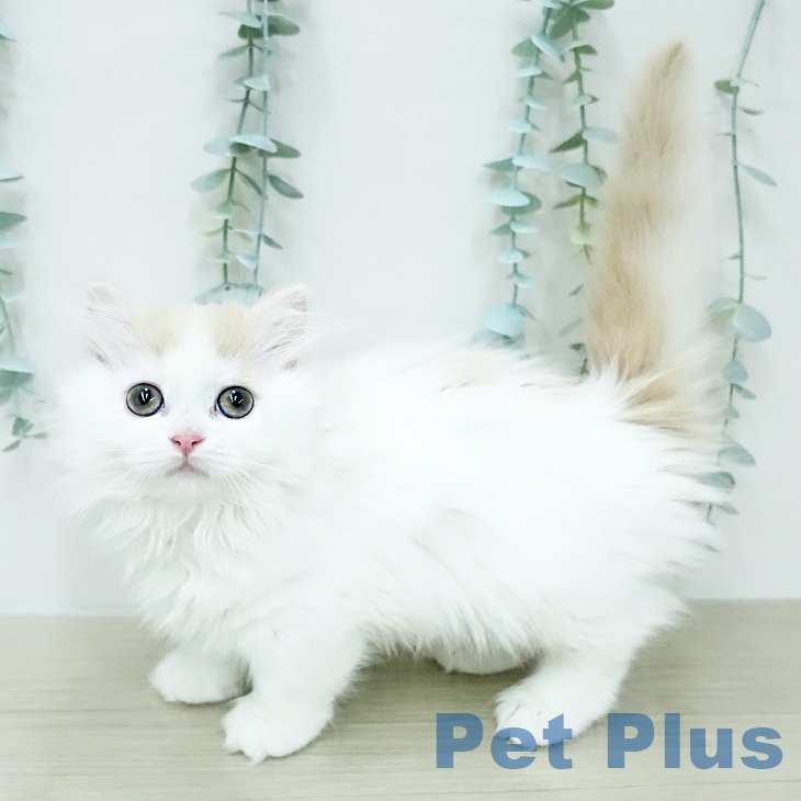 ミヌエットの写真2