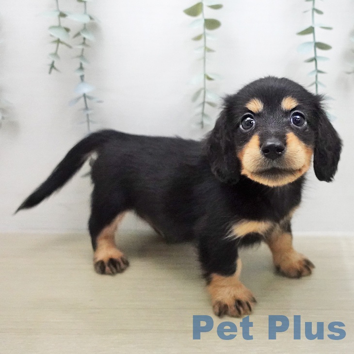 カニーンヘン・ダックスフンド