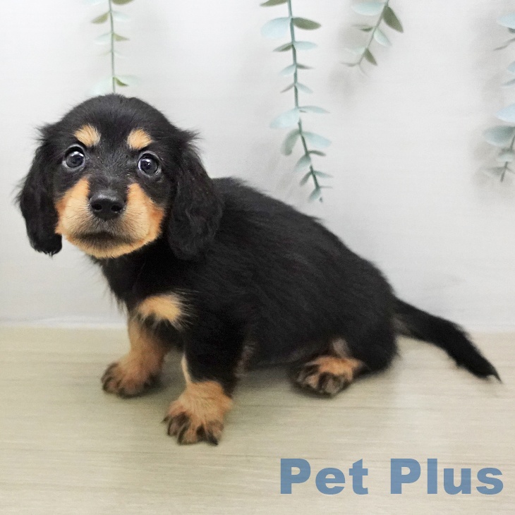 カニーンヘン・ダックスフンド