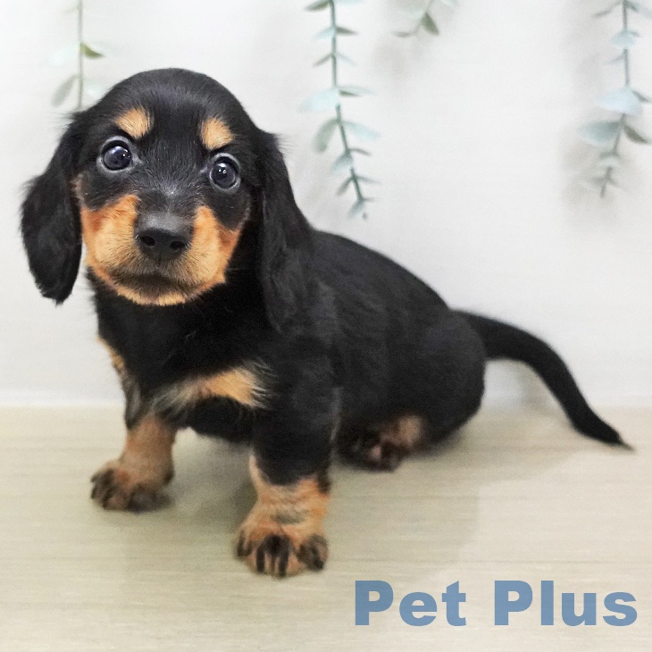 カニーンヘン・ダックスフンド