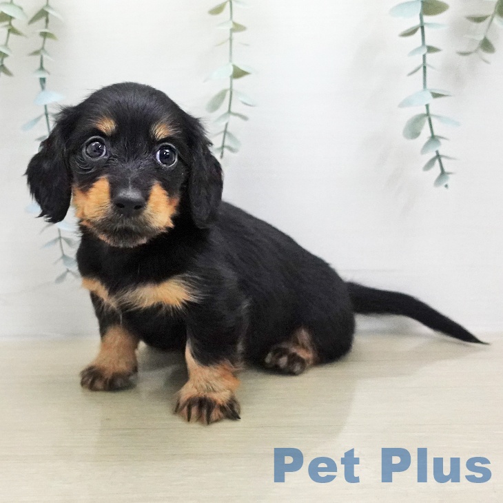 カニーンヘン・ダックスフンドの写真2