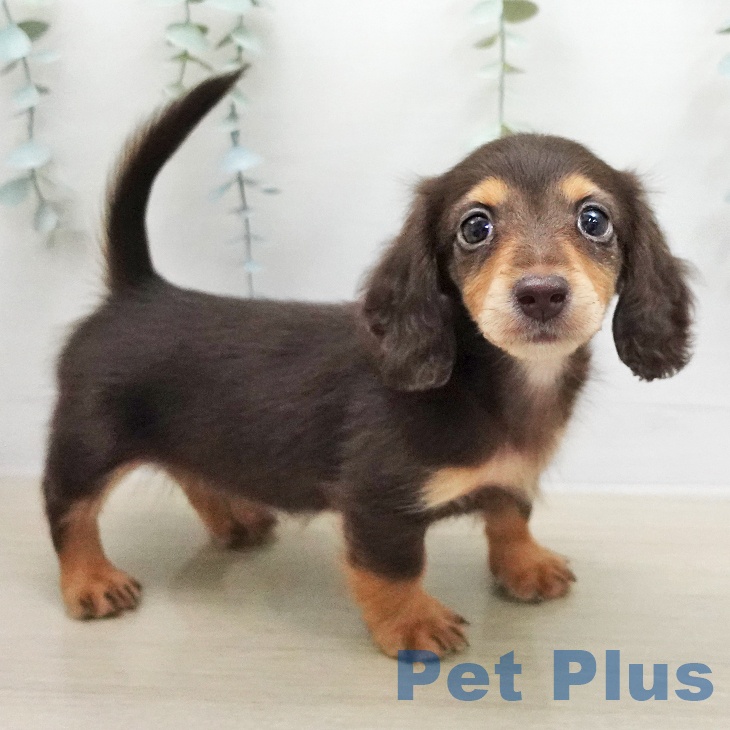 カニーンヘン・ダックスフンド