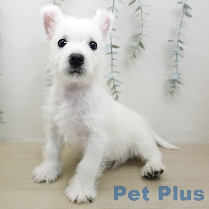 ウエスト・ハイランド・ホワイト・テリア