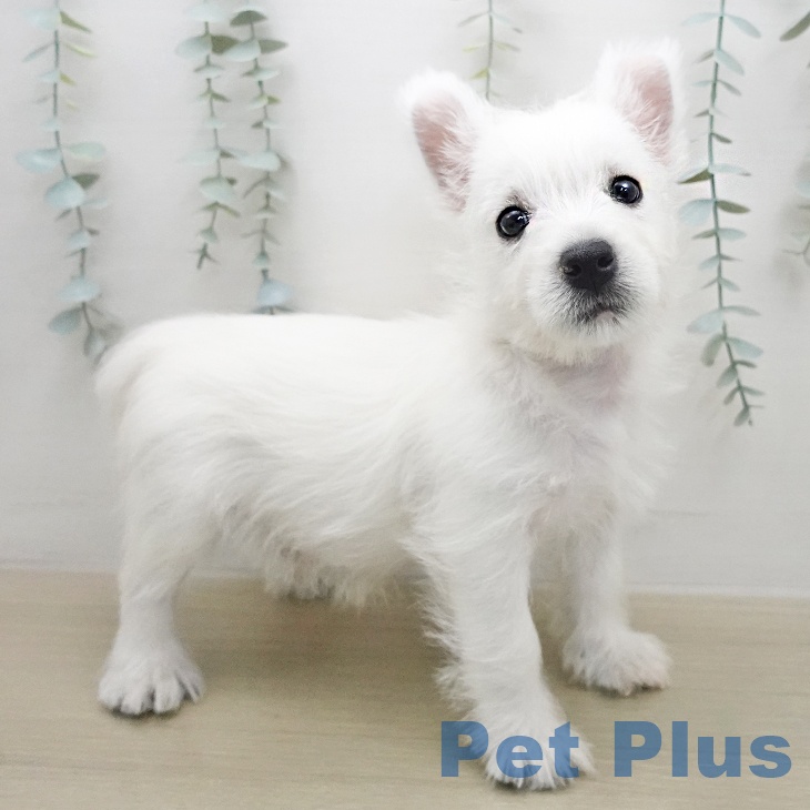 ウエスト・ハイランド・ホワイト・テリア