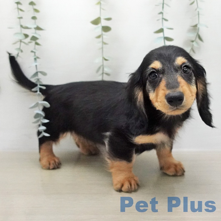 ミニチュア・ダックスフンド