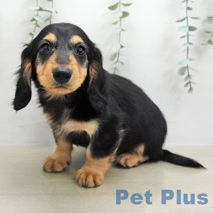 ミニチュア・ダックスフンド