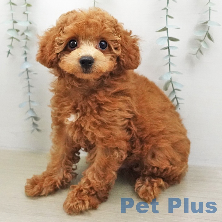 トイ・プードル