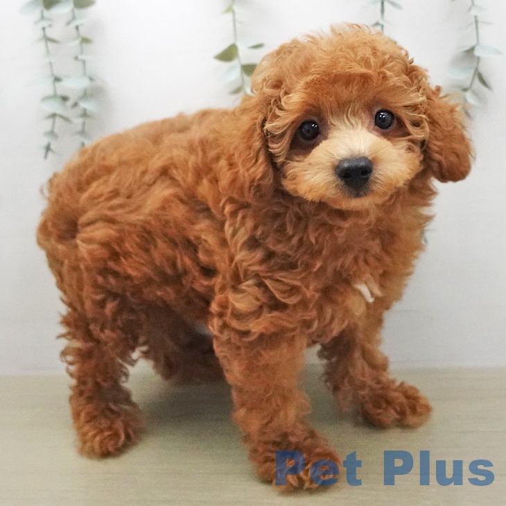 トイ・プードル