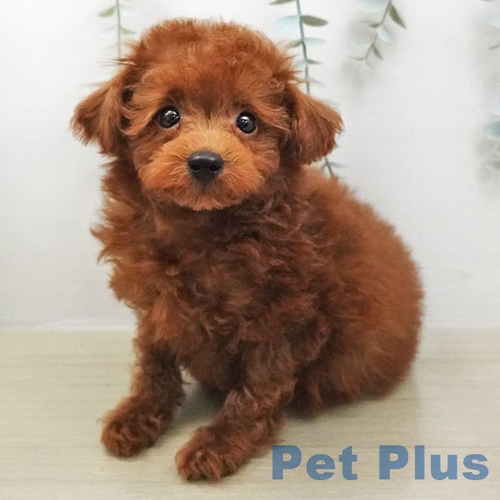 トイ・プードル