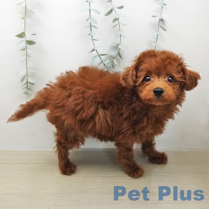 トイ・プードル