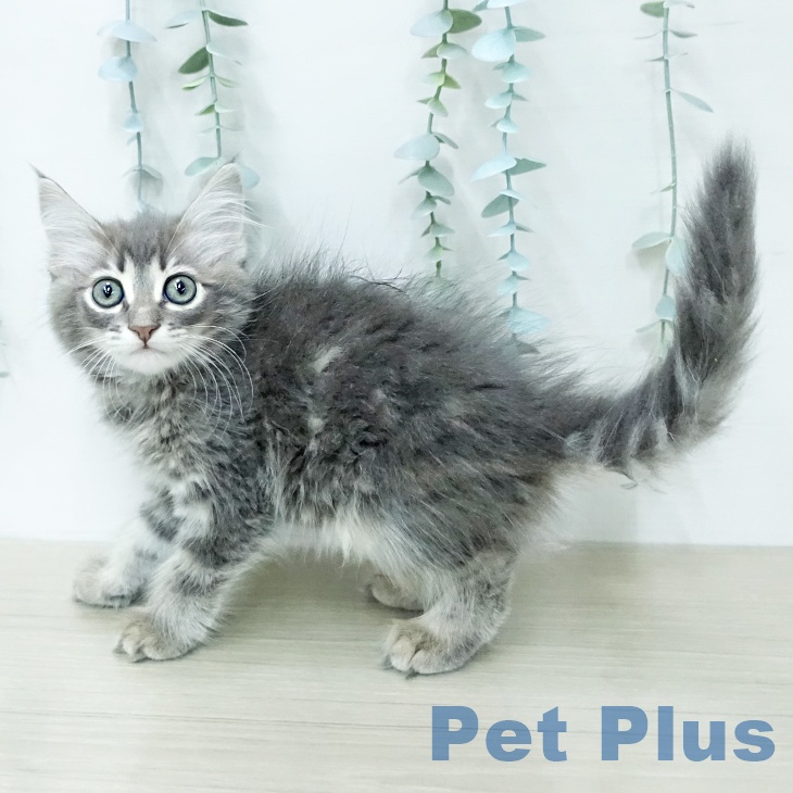 サイベリアンの写真2