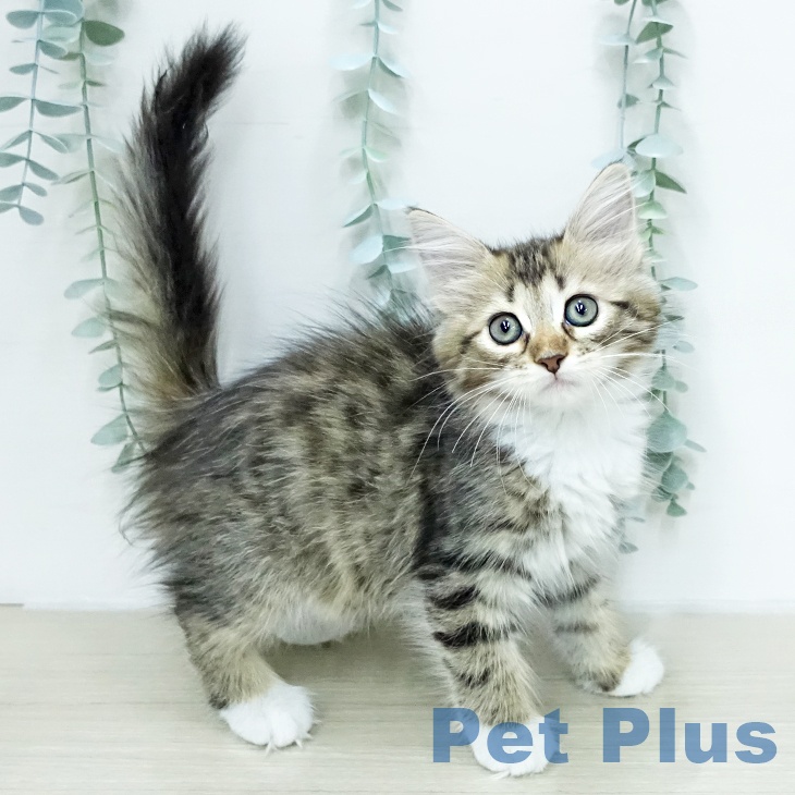 サイベリアンの写真2