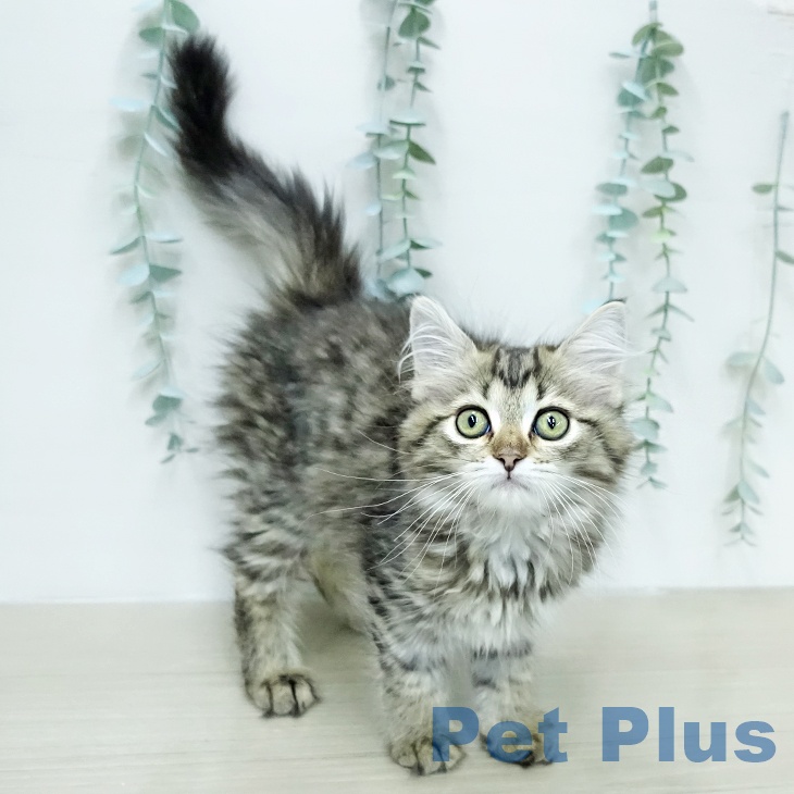 サイベリアンの写真2