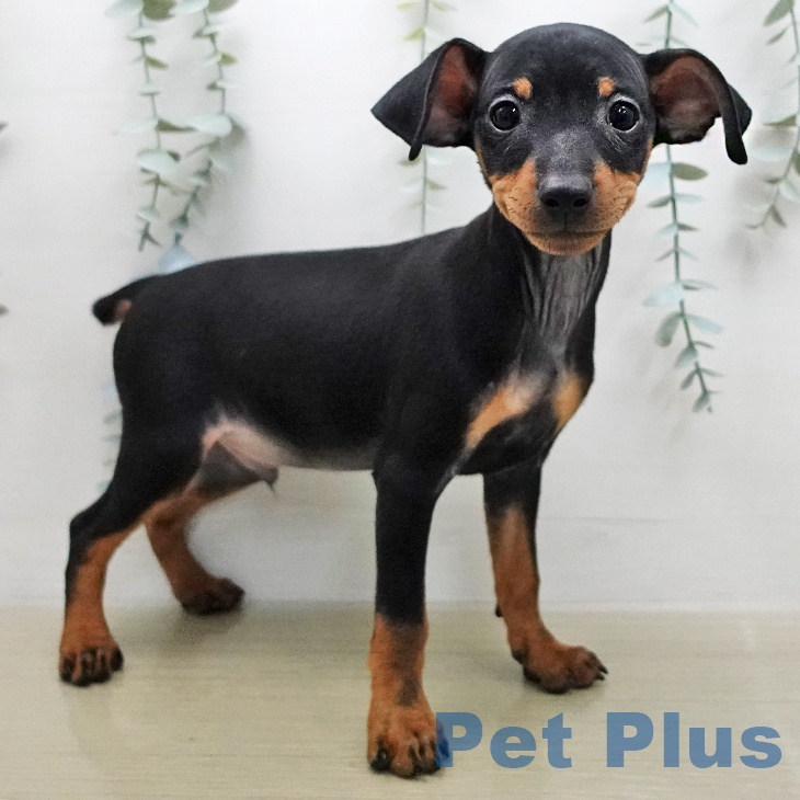 ミニチュア・ピンシャー