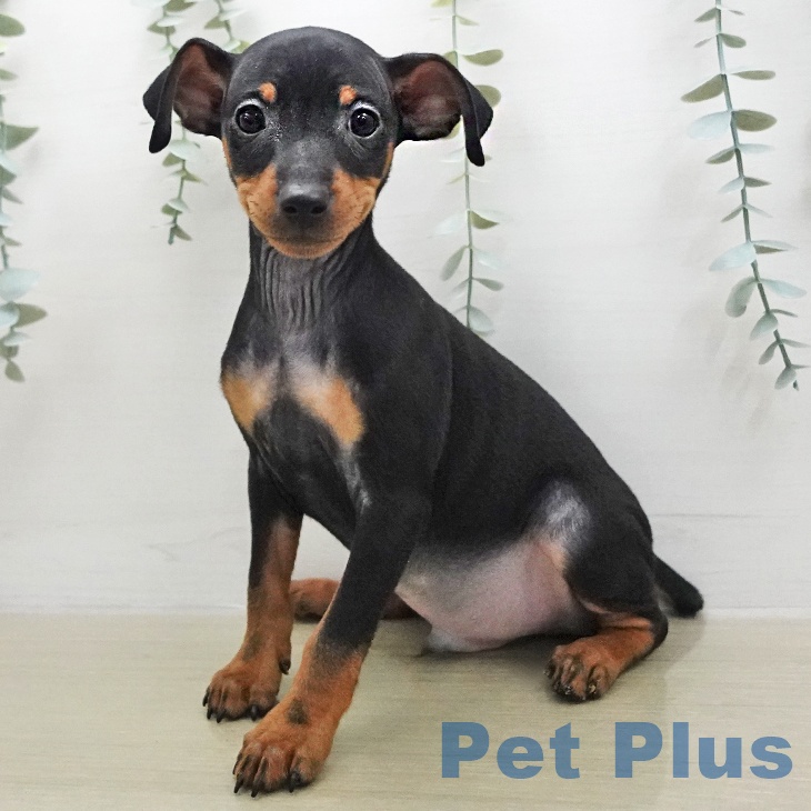 ミニチュア・ピンシャーの写真2