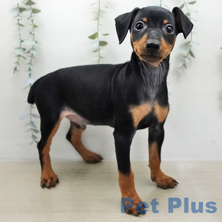 ミニチュア・ピンシャー