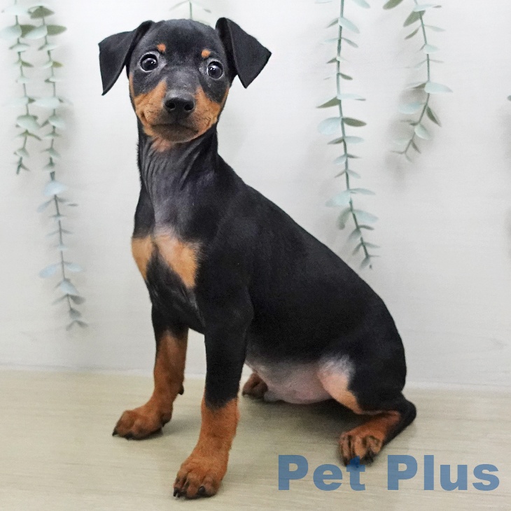 ミニチュア・ピンシャーの写真2